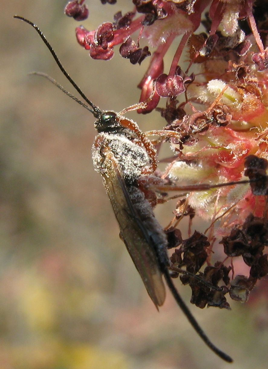 Braconidae