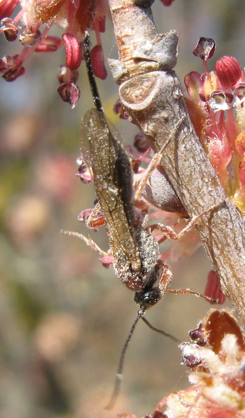 Braconidae