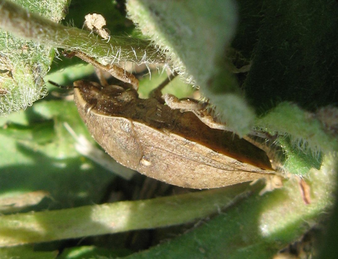Scutelleridae: Eurygaster sp. dei Gessi Bolognesi