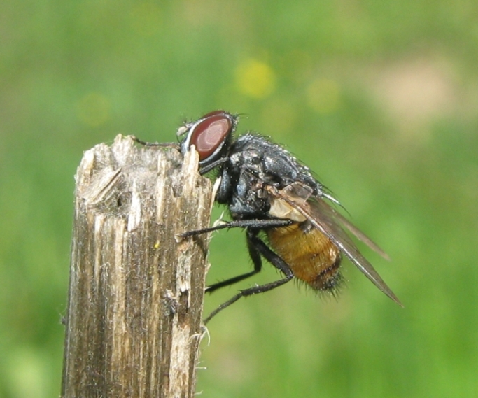 Tachinidae in posa