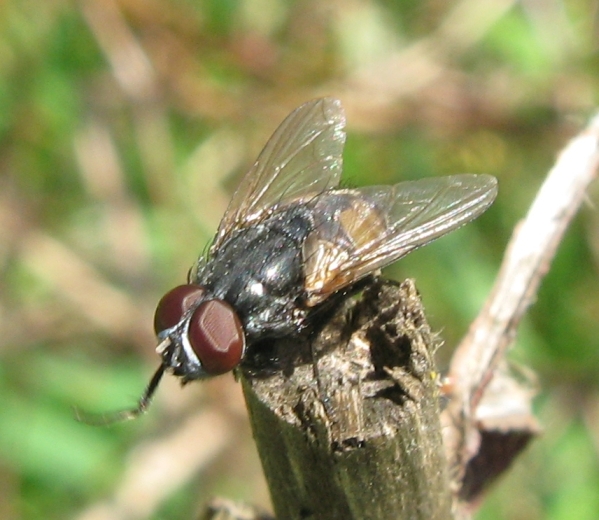 Tachinidae in posa