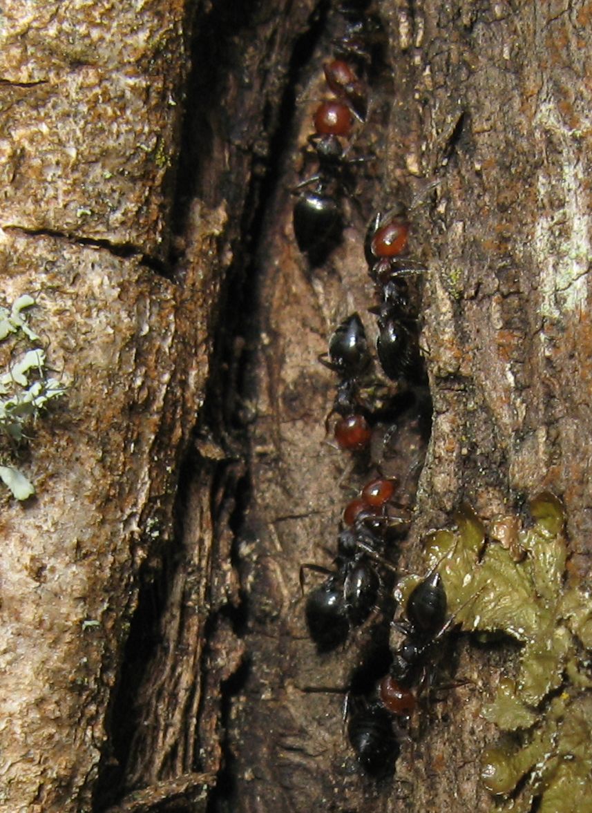 Tolleranza Crematogaster scutellaris/Camponotus truncatus