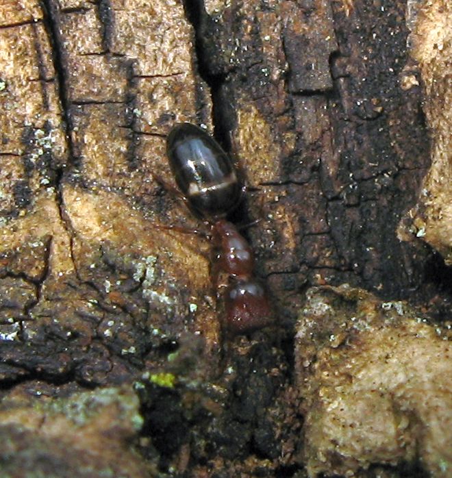 Tolleranza Crematogaster scutellaris/Camponotus truncatus