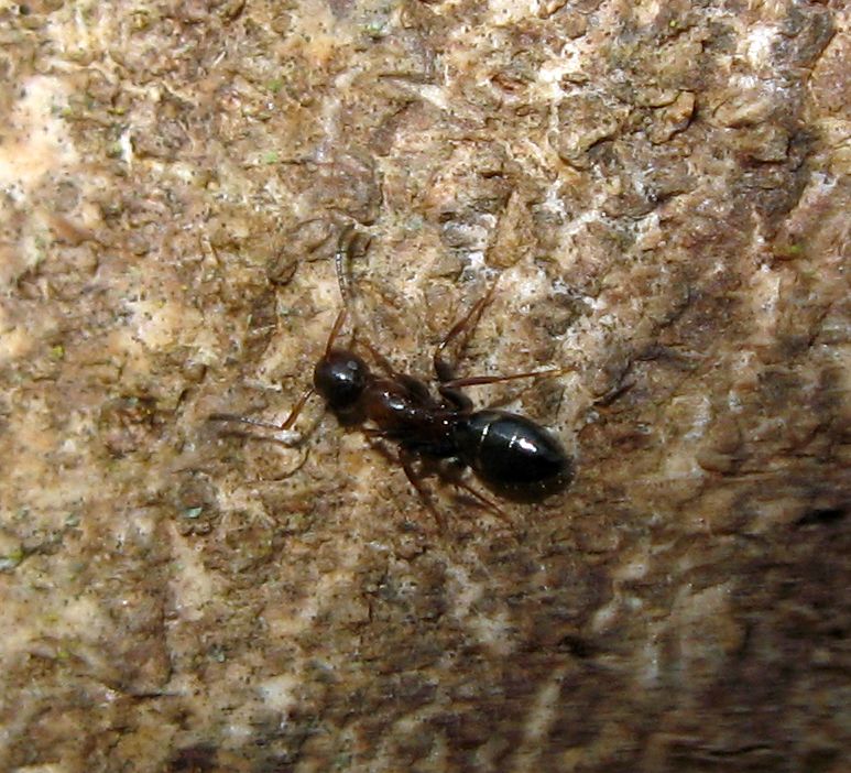 Tolleranza Crematogaster scutellaris/Camponotus truncatus