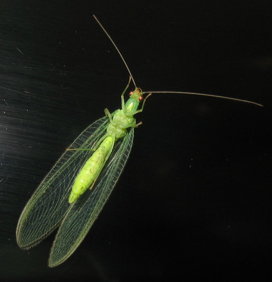 Chrysoperla pallida