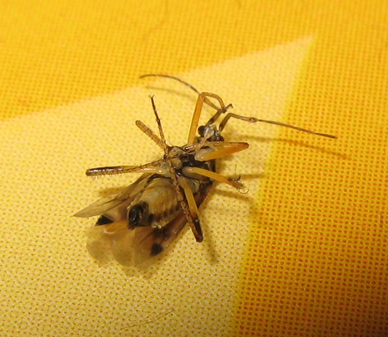 Miridae: Harpocera thoracica dell''Emilia (BO)