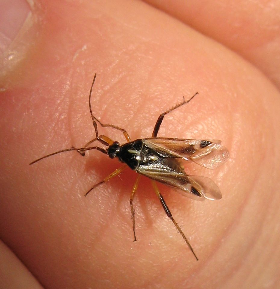 Miridae: Harpocera thoracica dell''Emilia (BO)