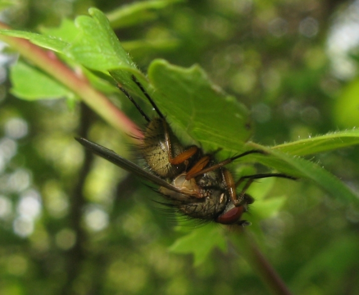 Mosca 