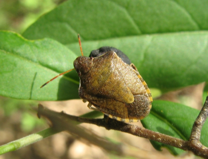 Pentatomnidae: Holcostethus strictus al Parco dei Gessi (BO)