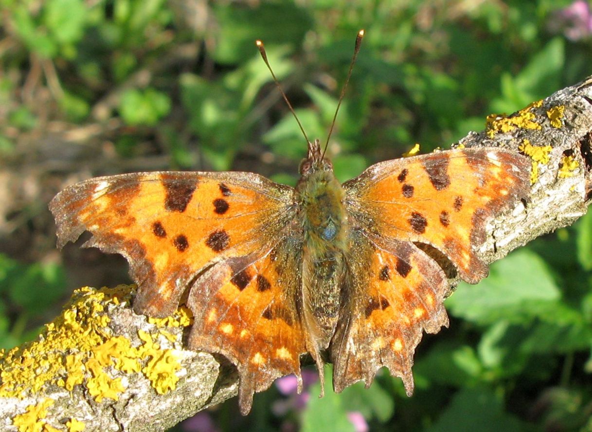 Aglais urticae logora?