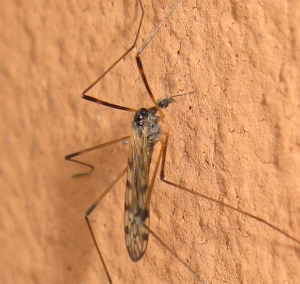 Tipula sp. o altro?