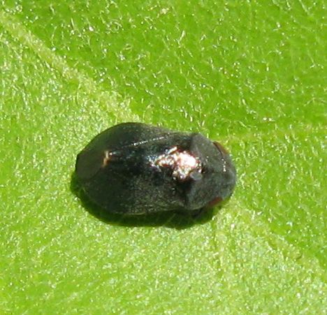 E questo? Penthimia nigra