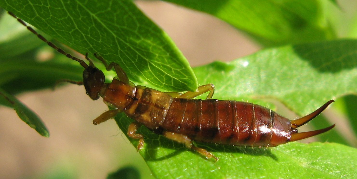 Forficula decipiens o altro?