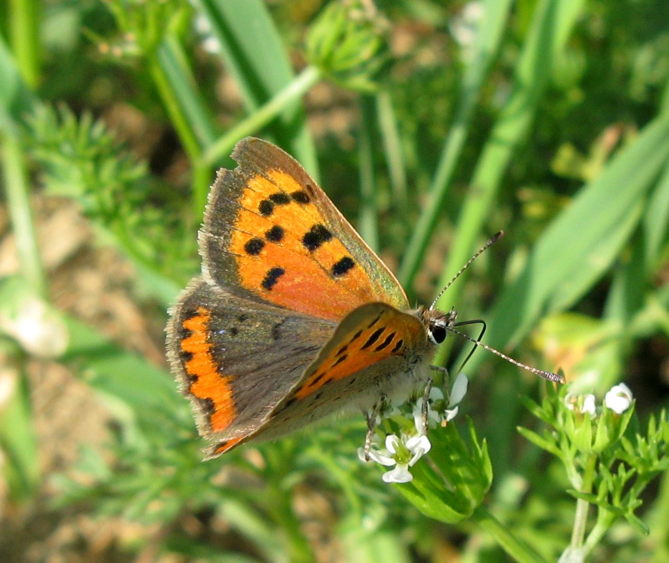 Lycaena Phlaeas ?