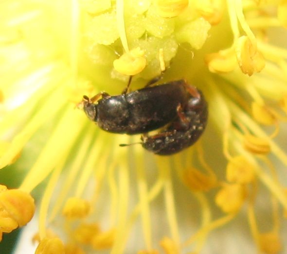 Accoppiamento di Meligethes sp