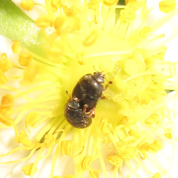 Accoppiamento di Meligethes sp