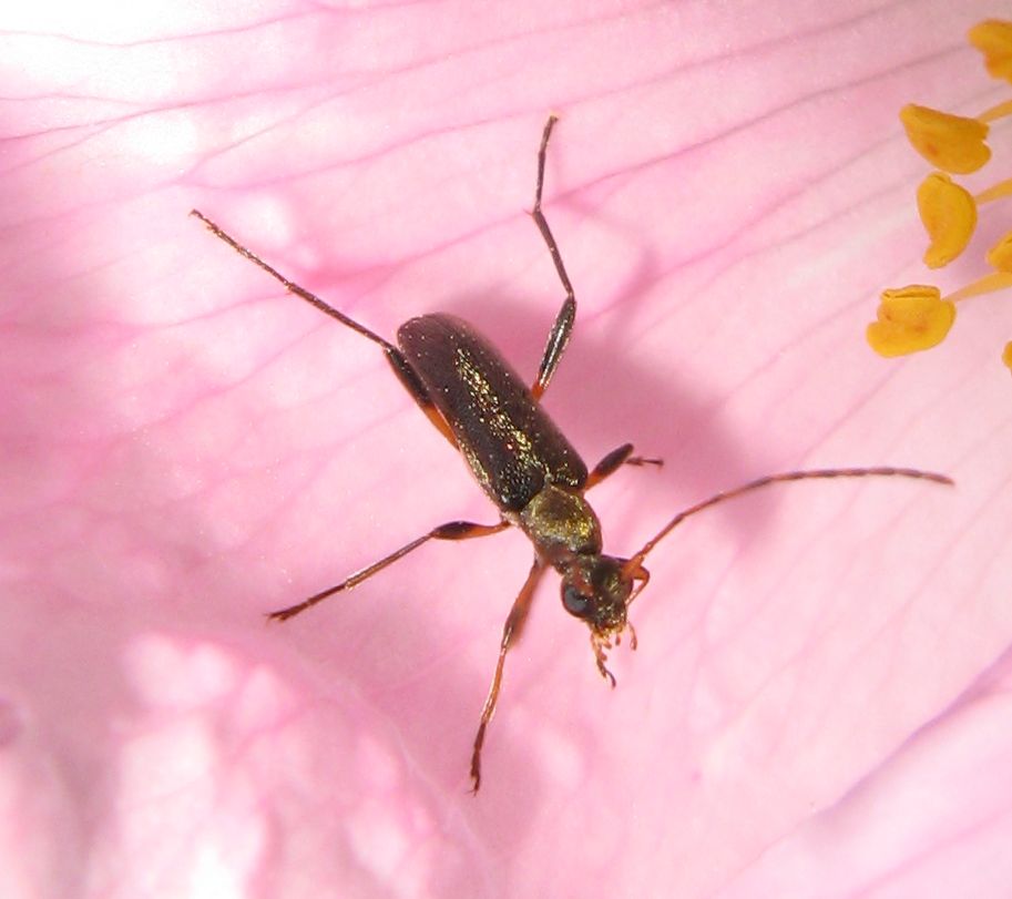 Grammoptera ruficornis