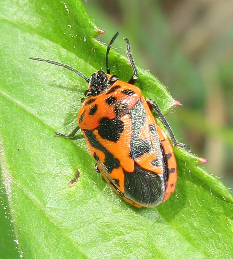 Eurydema ventralis o ornata ? E. ornata