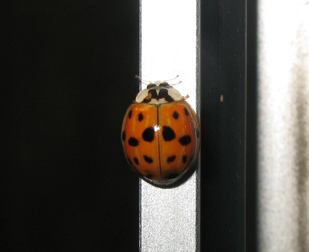 Harmonia axyridis (due varianti di colore)