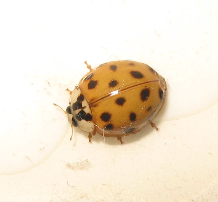 Harmonia axyridis (due varianti di colore)