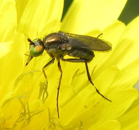 Dolichopodidae?