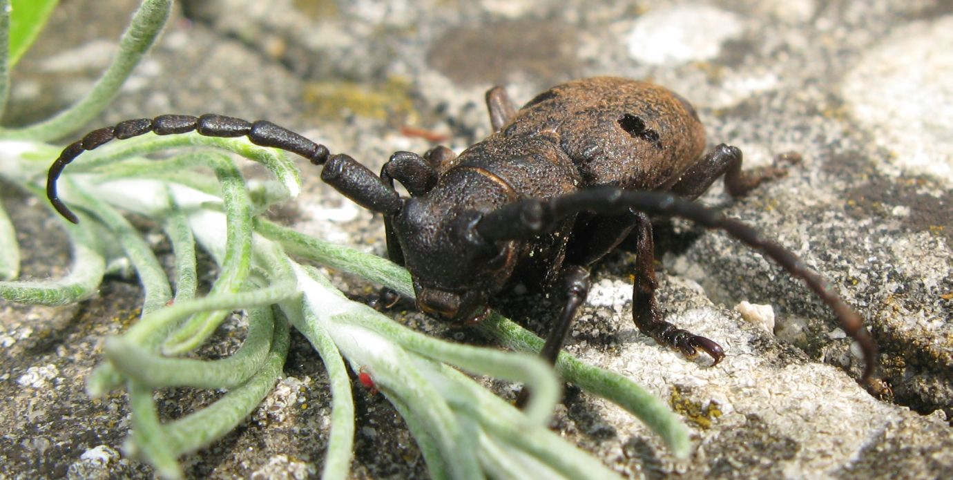 Femmina di Morimus asper, no: Herophila tristis
