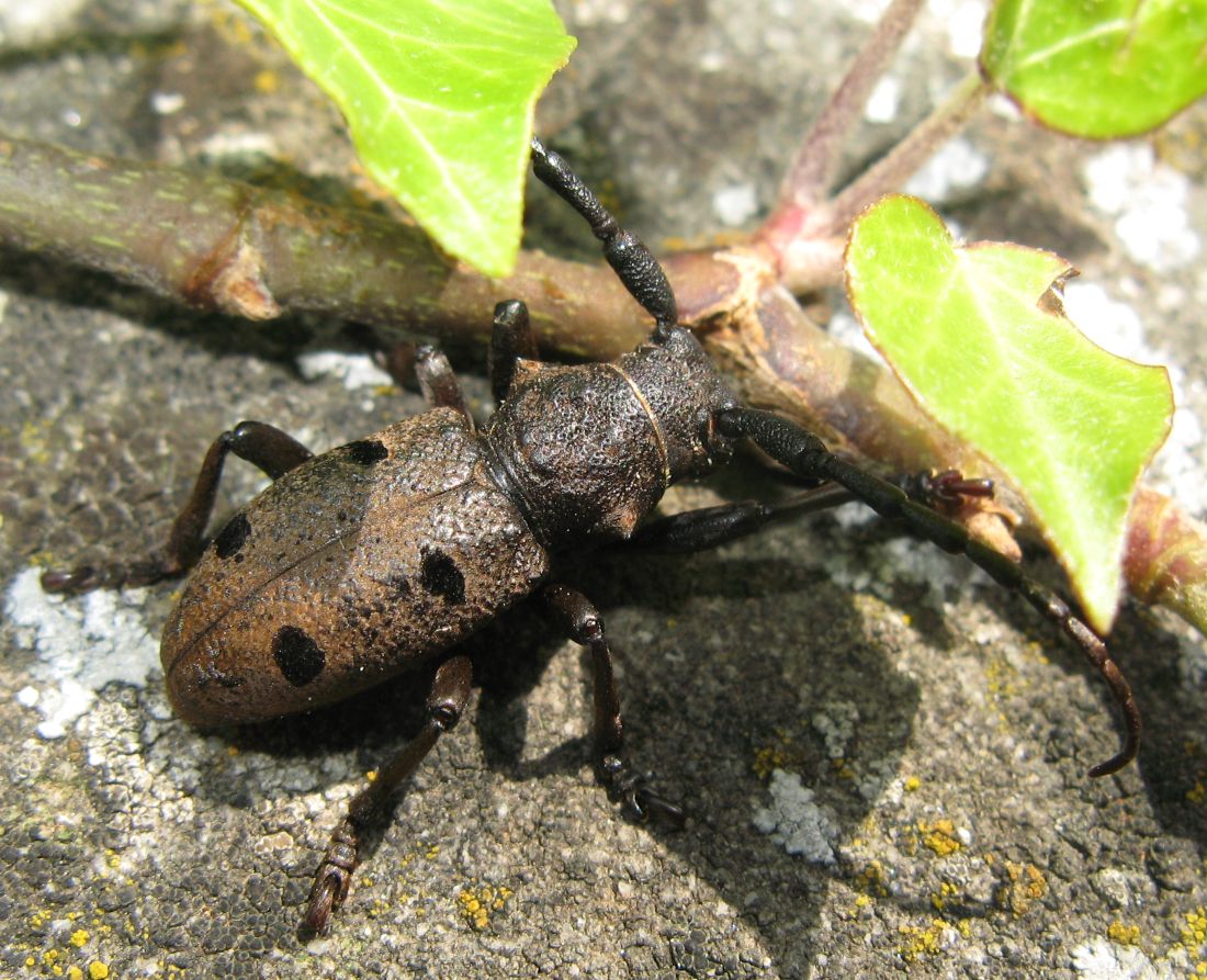 Femmina di Morimus asper, no: Herophila tristis