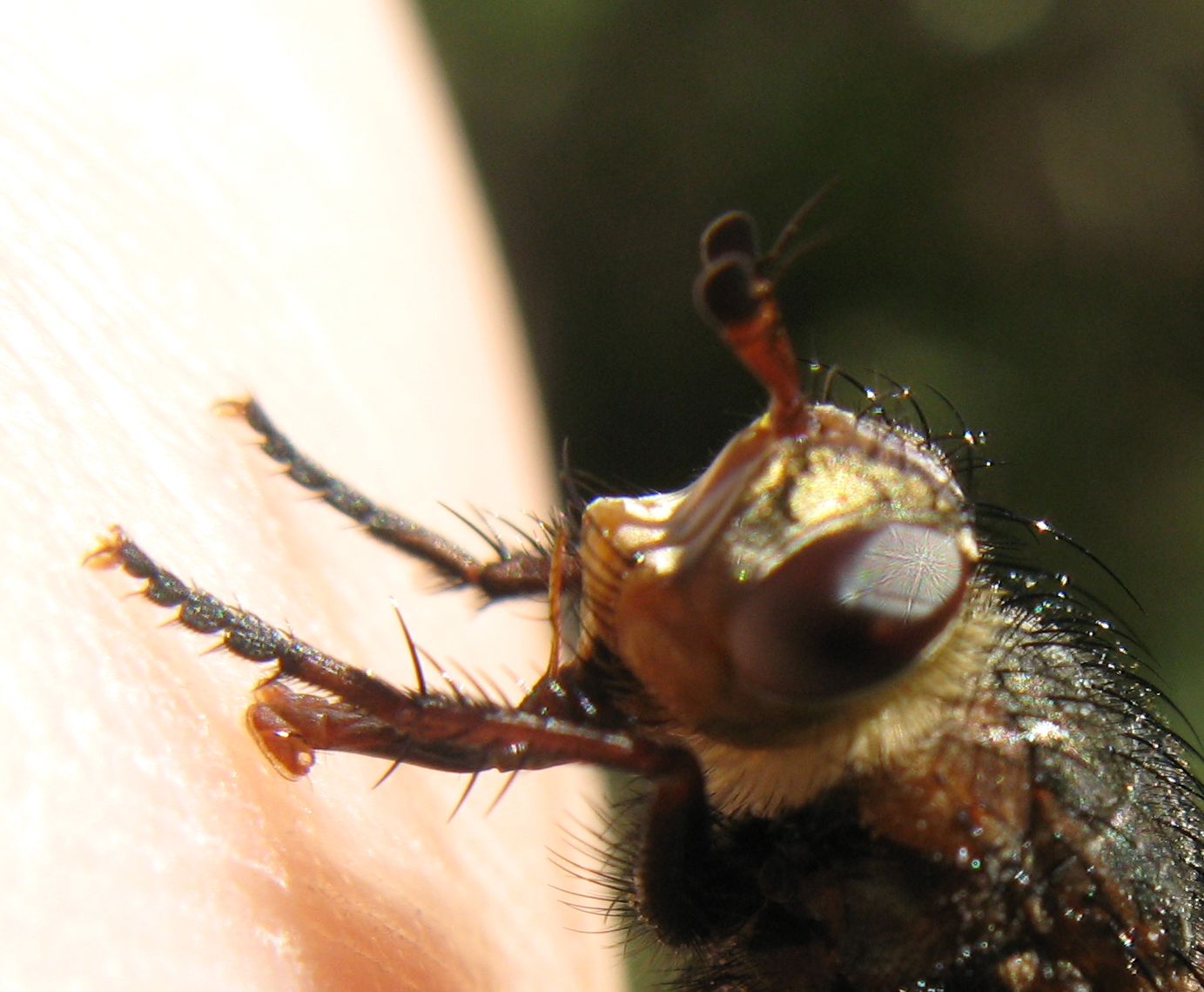 Tachina cf. magnicornis ♀ (Tachinidae)