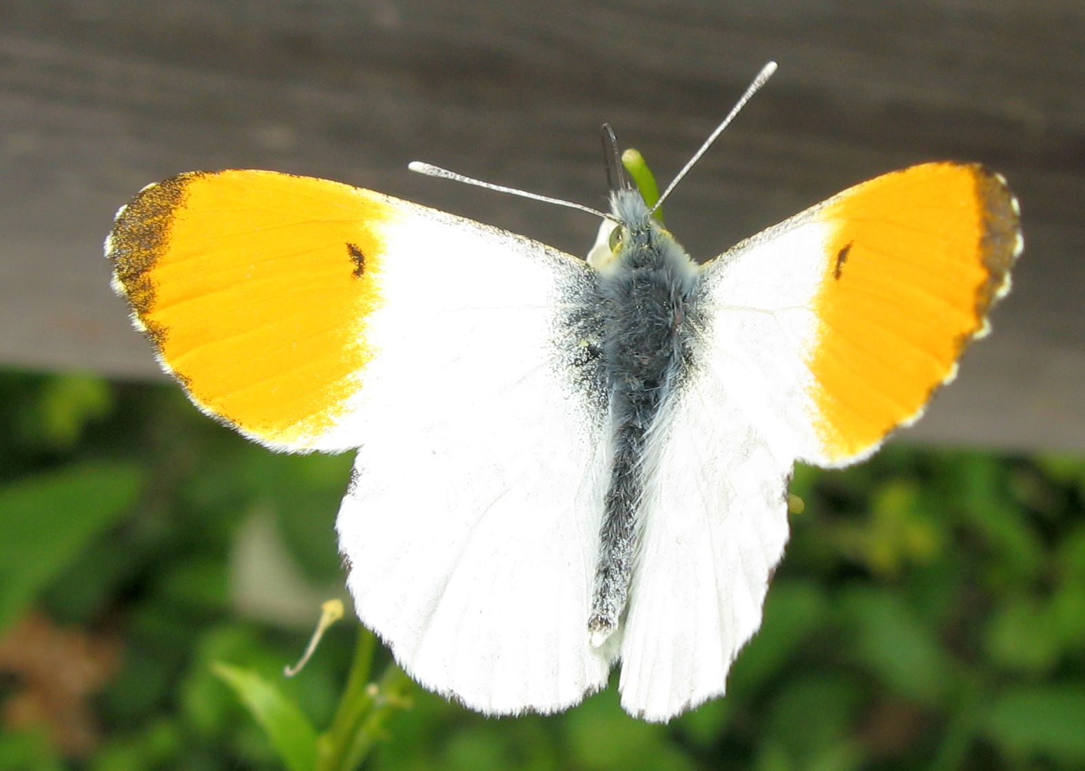 Anthocaris cardamines?