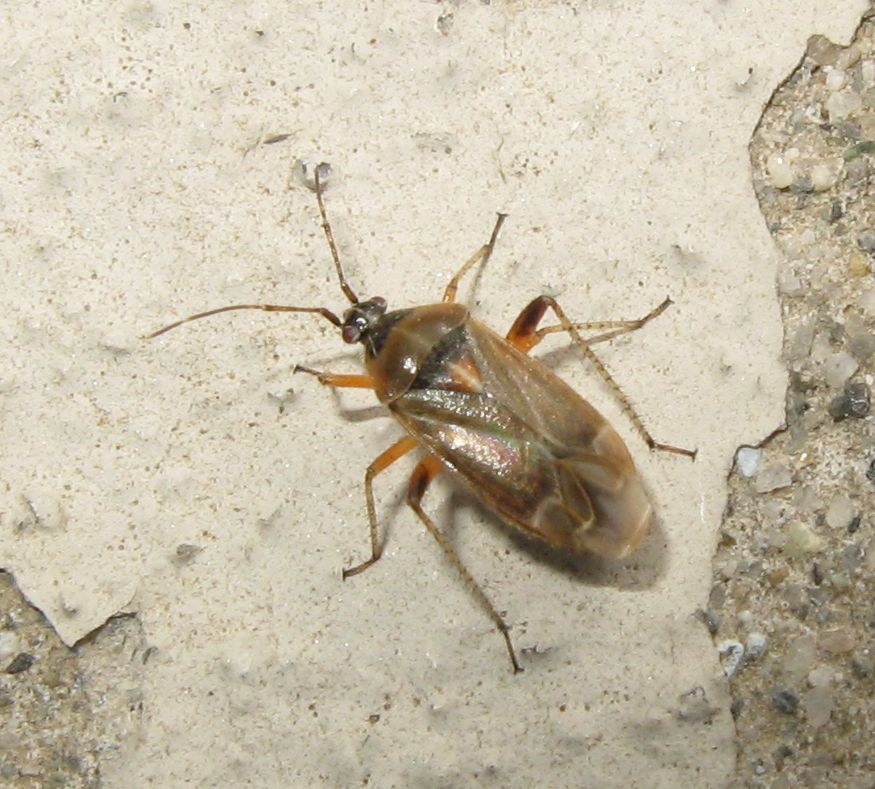 Miridae: femmina di Harpocera thoracica della Romagna