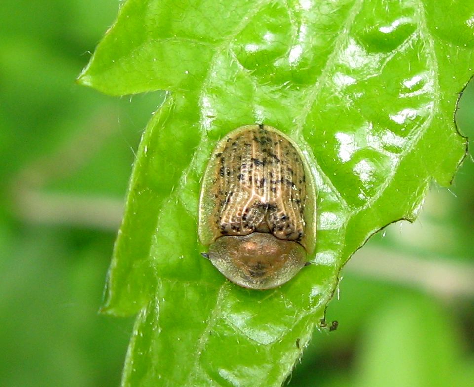 Cassida nebulosa