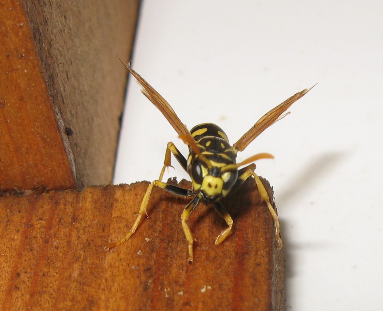 Polistes dominulus (anche parassitata da Xenos)