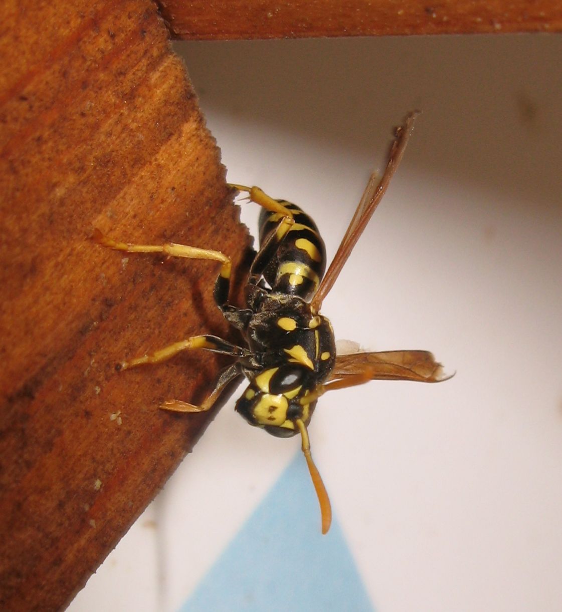 Polistes dominulus (anche parassitata da Xenos)