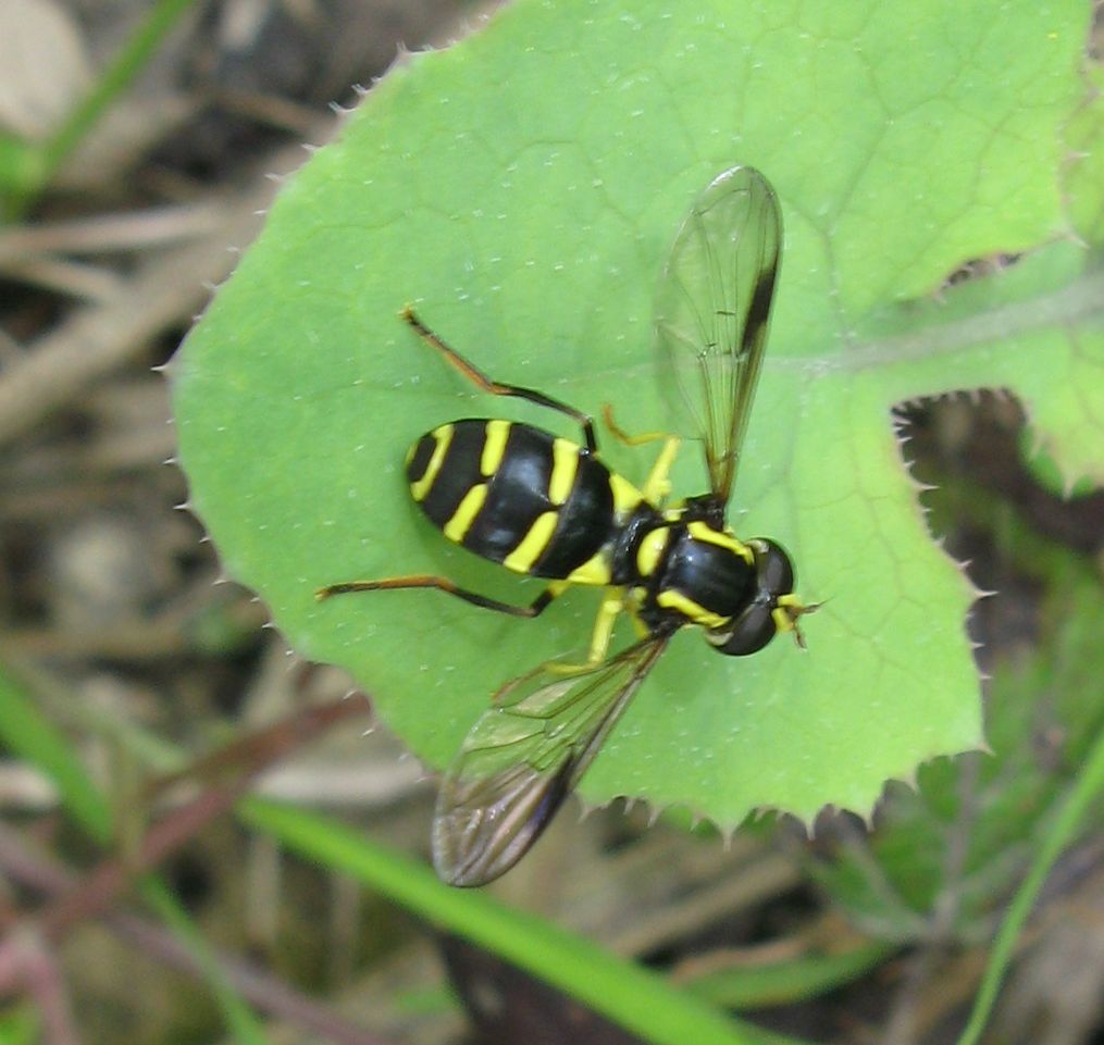 Maschio di Xanthogramma sp.