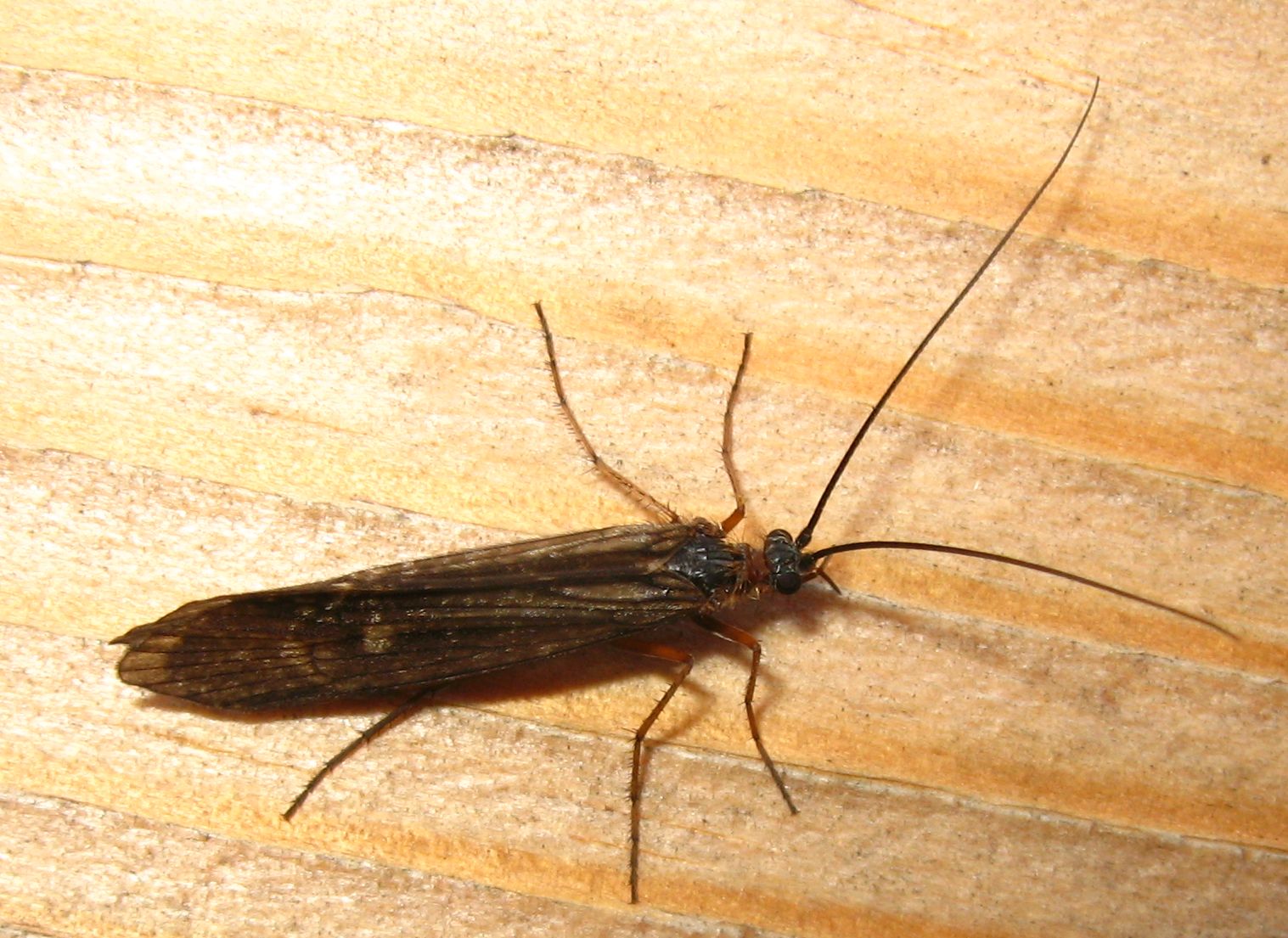 Drusus sp.