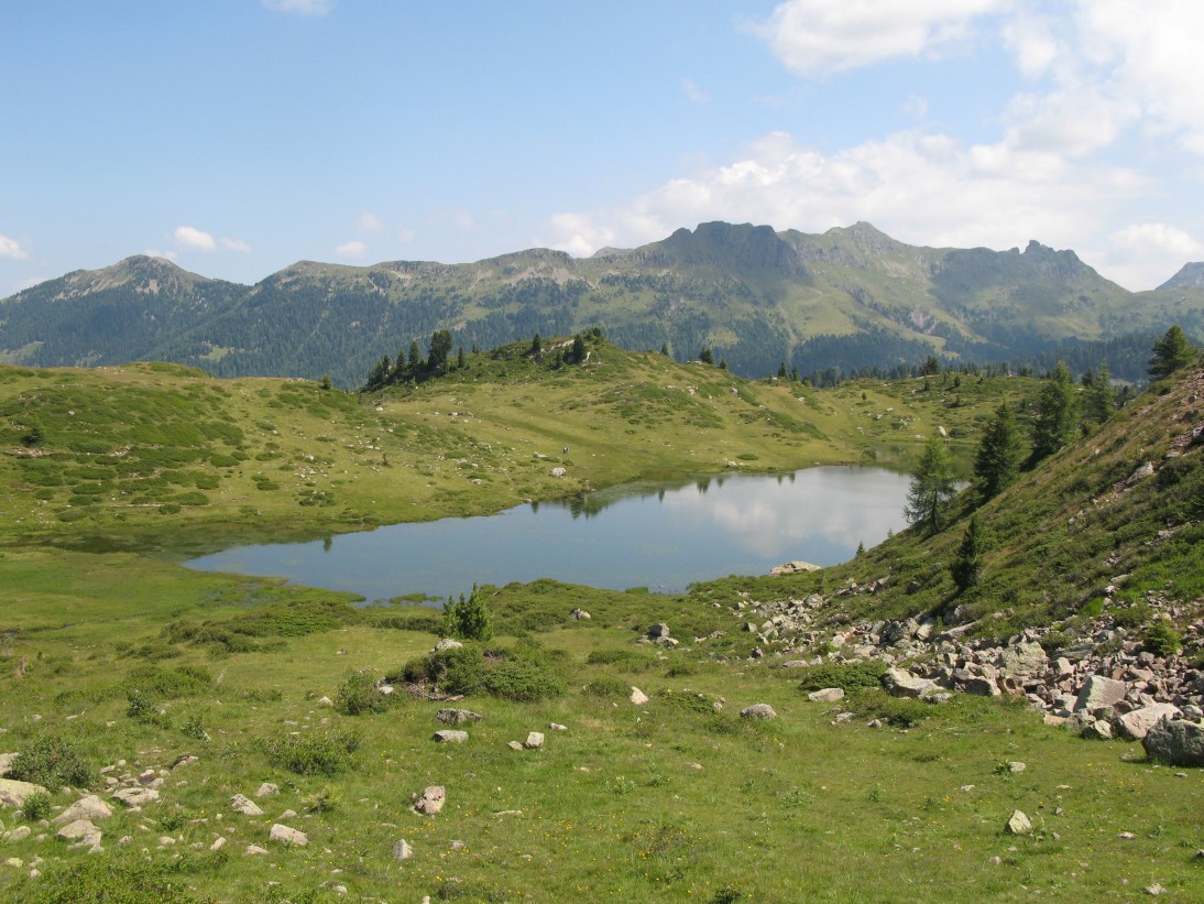 Passo Manghen - alla ricerca di alberi monumentali