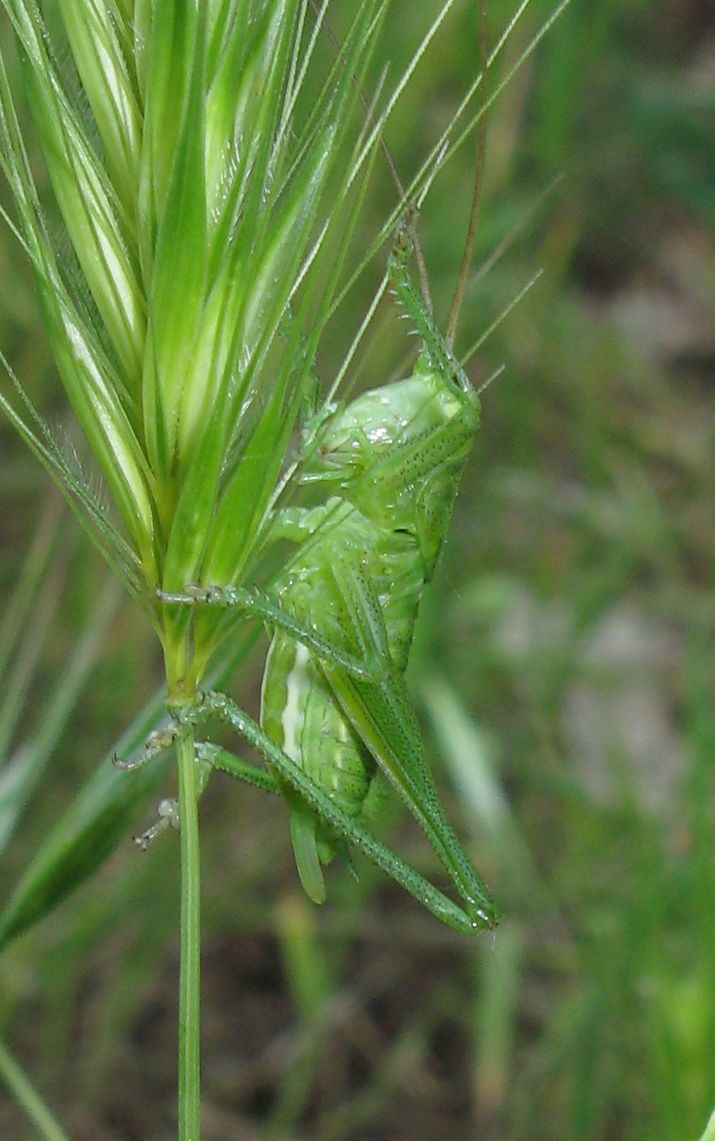 Giovane di Tettigonia viridissima?