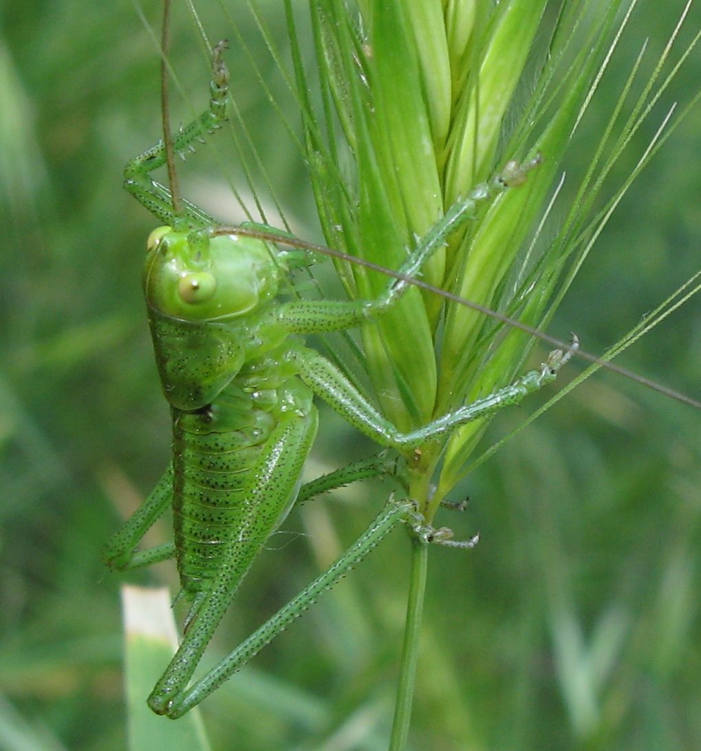 Giovane di Tettigonia viridissima?