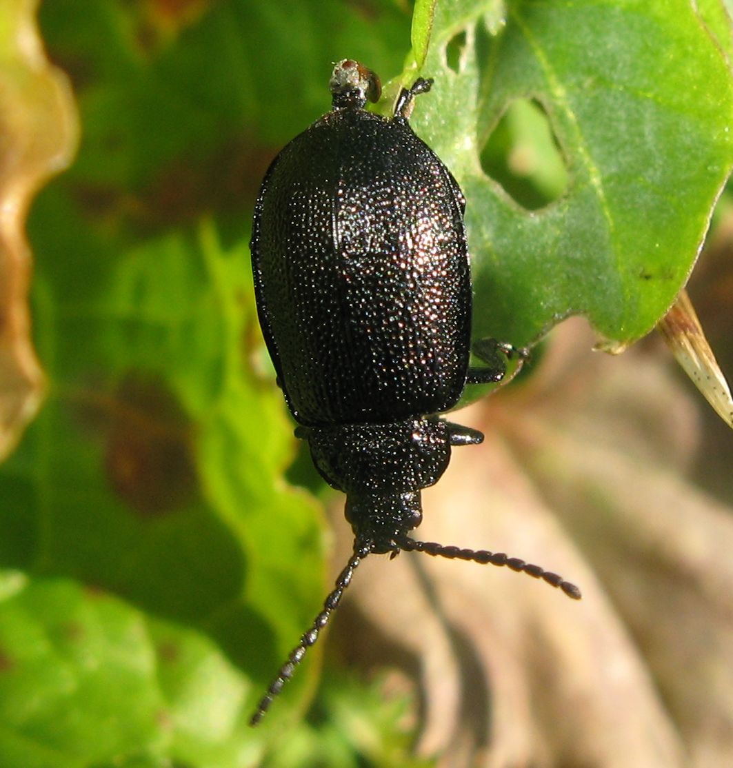 Coleottero nero trentino: Galeruca tanaceti