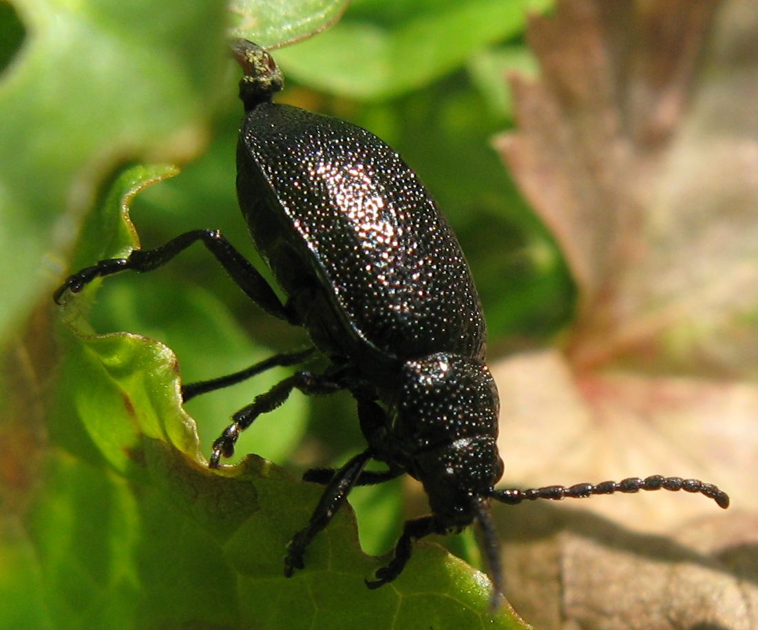 Coleottero nero trentino: Galeruca tanaceti