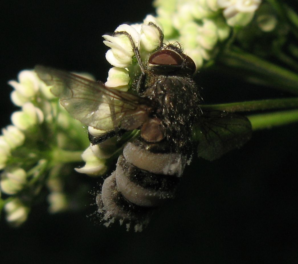 Cos''è successo a questa mosca?