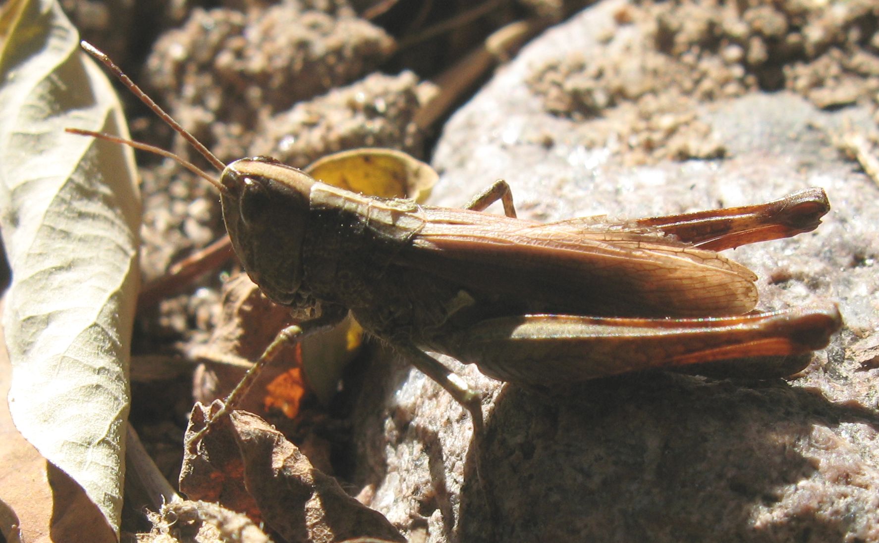 Stenobothrus lineatus ?
