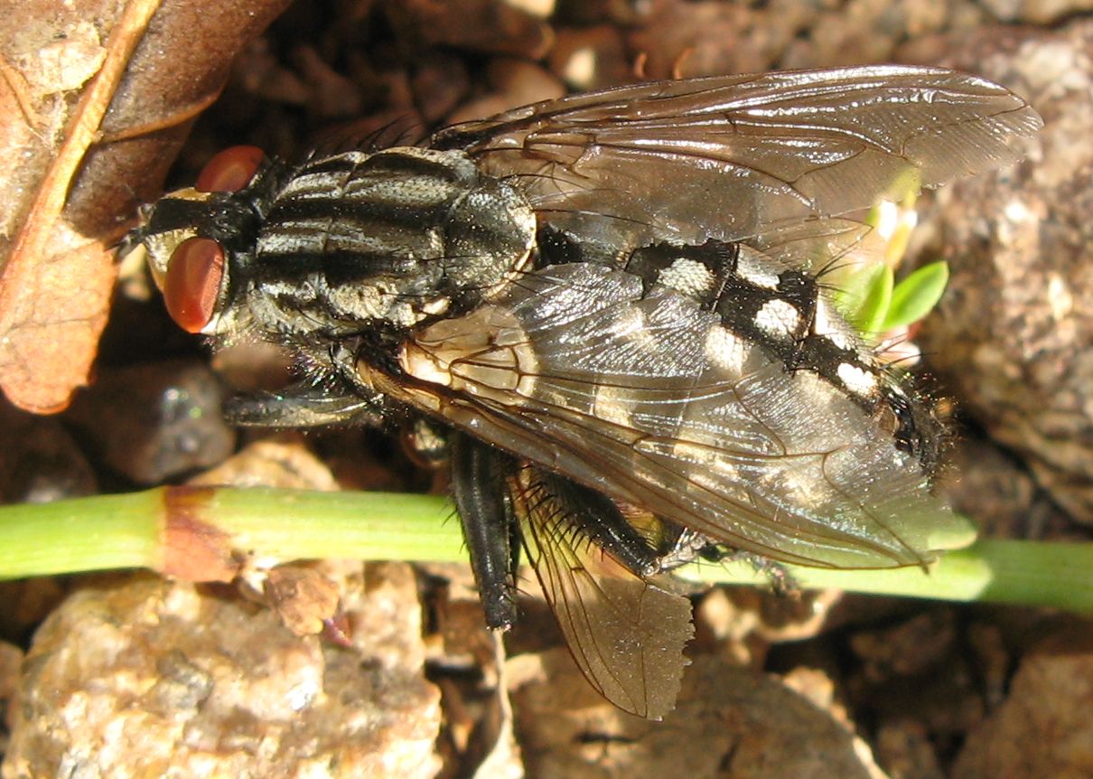 Mosca dall''addome a scacchi Sarcophaga sp.