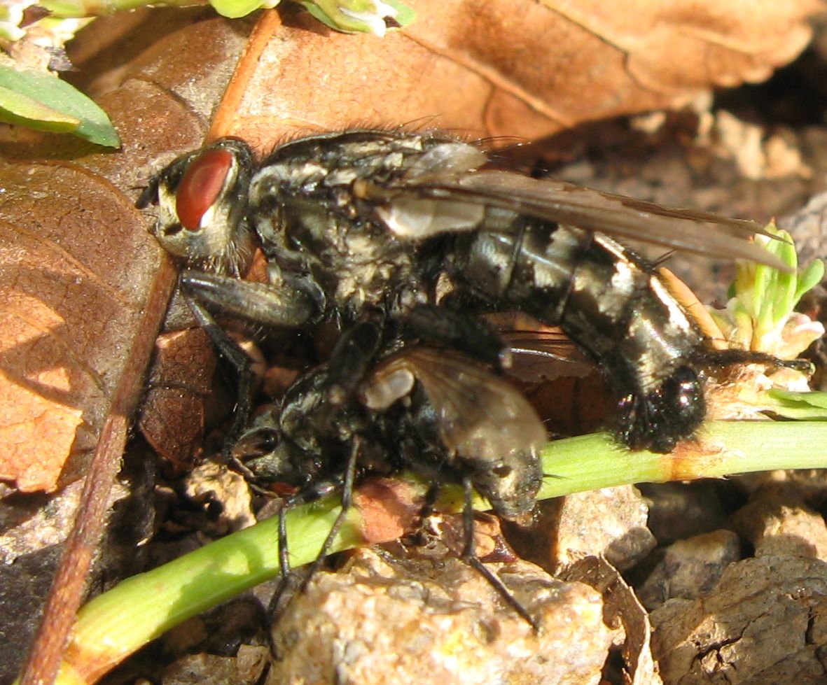 Mosca dall''addome a scacchi Sarcophaga sp.