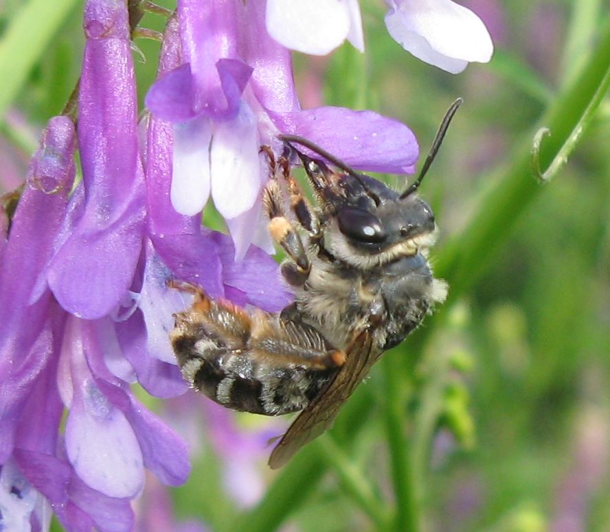 Apidae Anthophorinae?