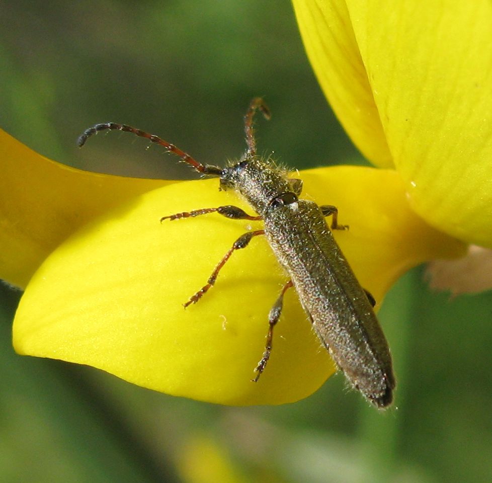 Deilus fugax (Cerambycidae) in accoppiamento