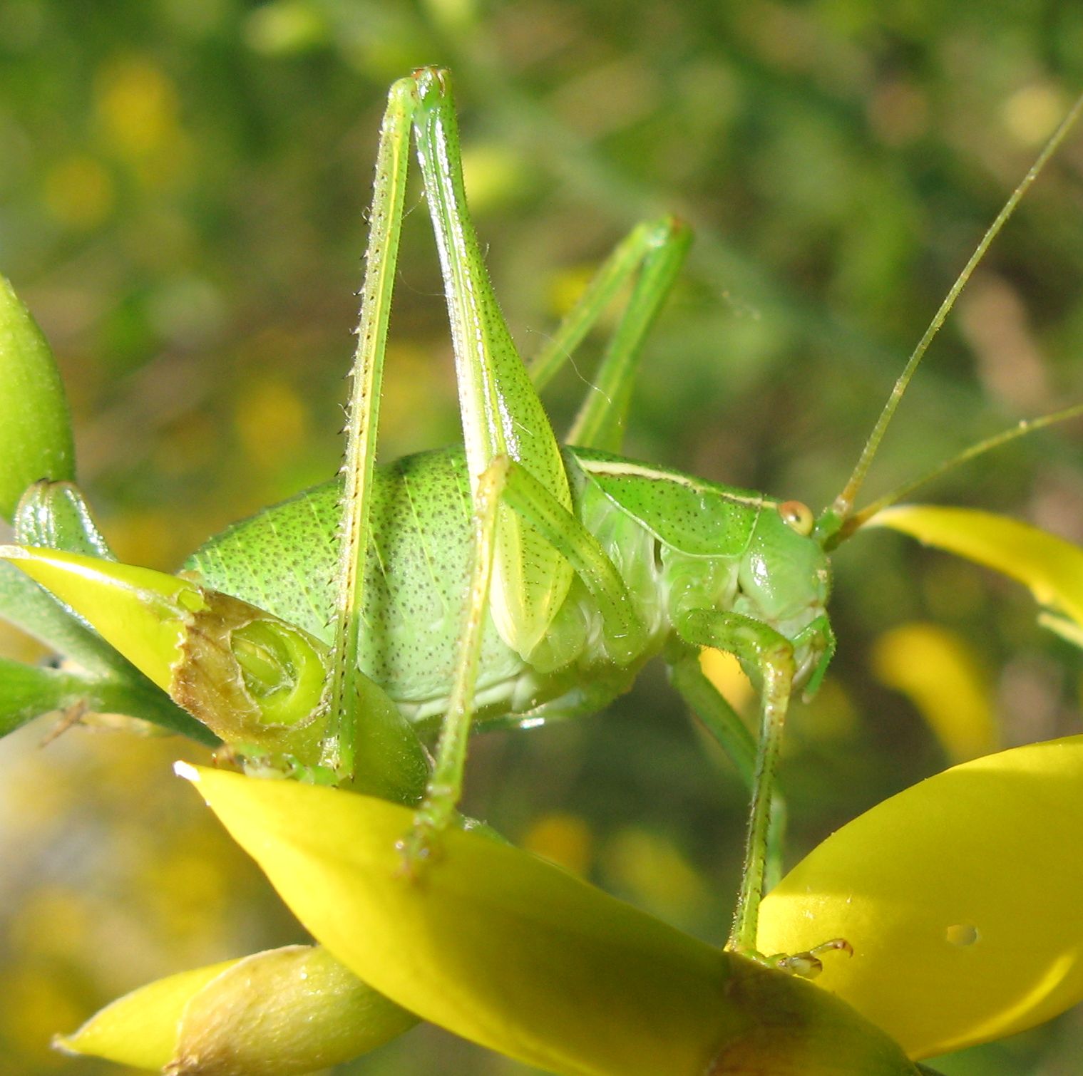 Metaplastes pulchripennis
