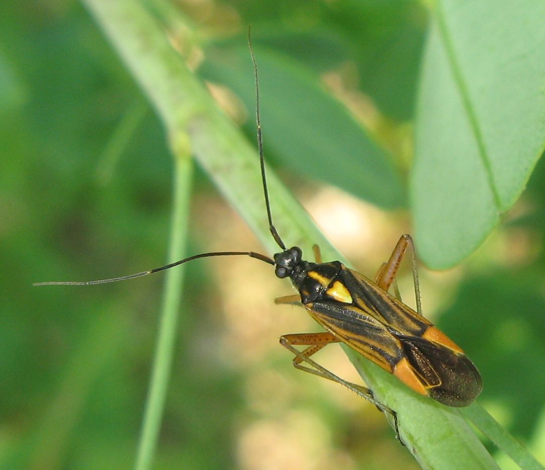 Miridae: Rhabdoscytus costae - Emilia (BO) endemico italiano