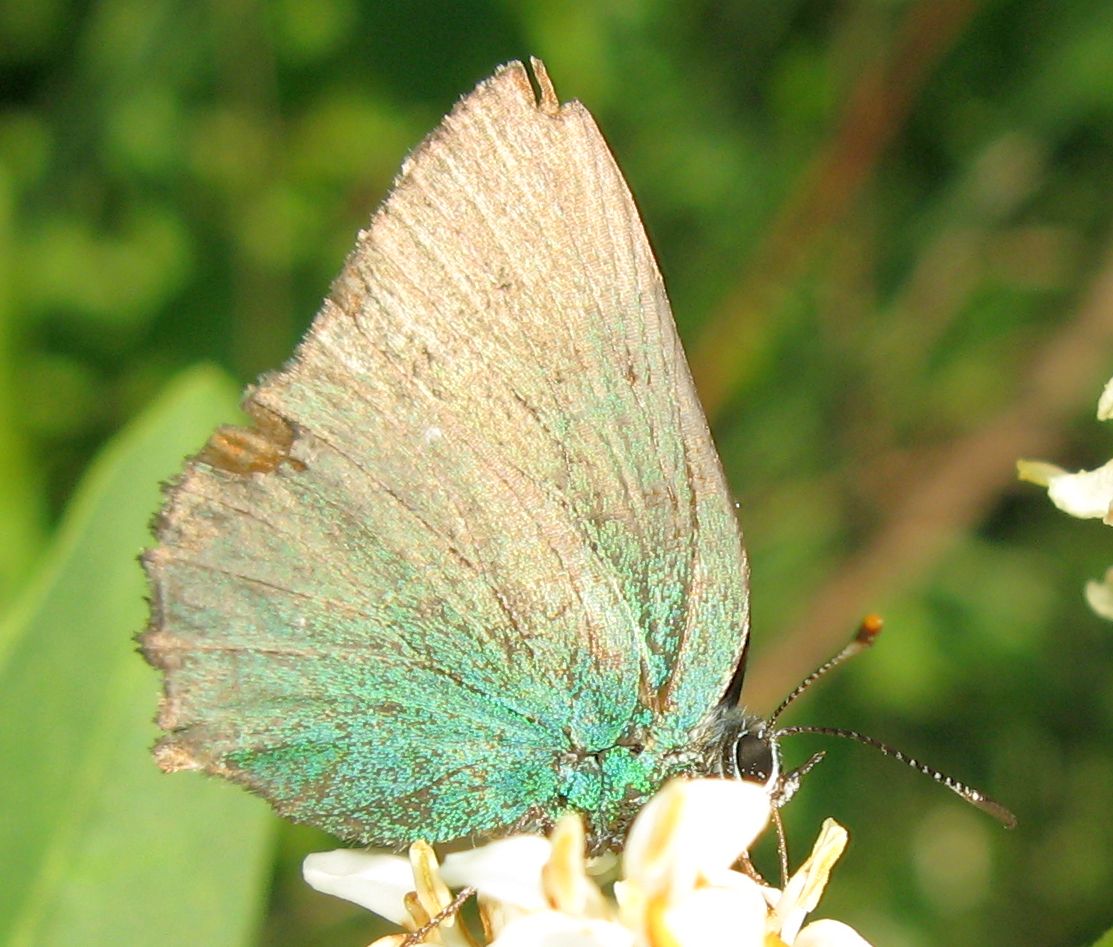 Lycaenidae - Callophrys rubi