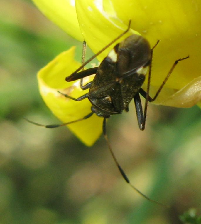 Miridae: Closterotomus biclavatus dell''Emilia (BO)